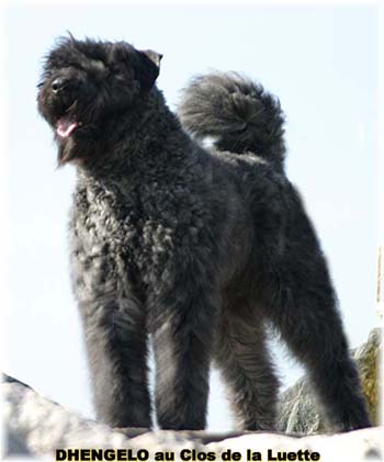 PHOTO de Bouvier des Flandres du Clos de la Luette - COPYRIGHT d&eacute;pos&eacute;